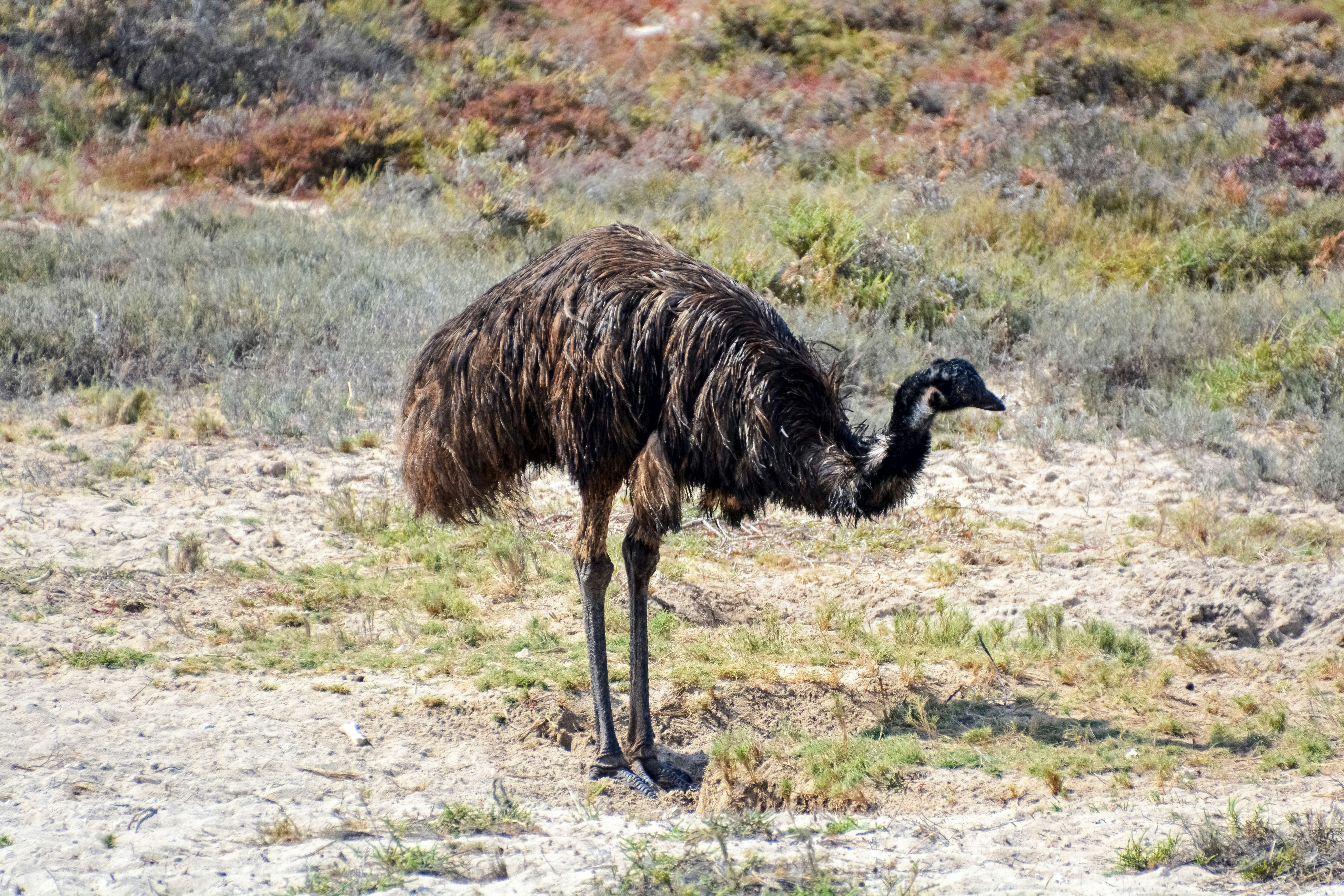 black ostrich on green grass field during daytime